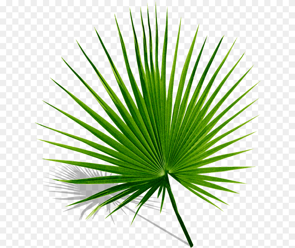 Palm Palms Leaf Leaves Green Tropics Summer Palmyra Palm Leaf, Palm Tree, Plant, Tree, Grass Free Png