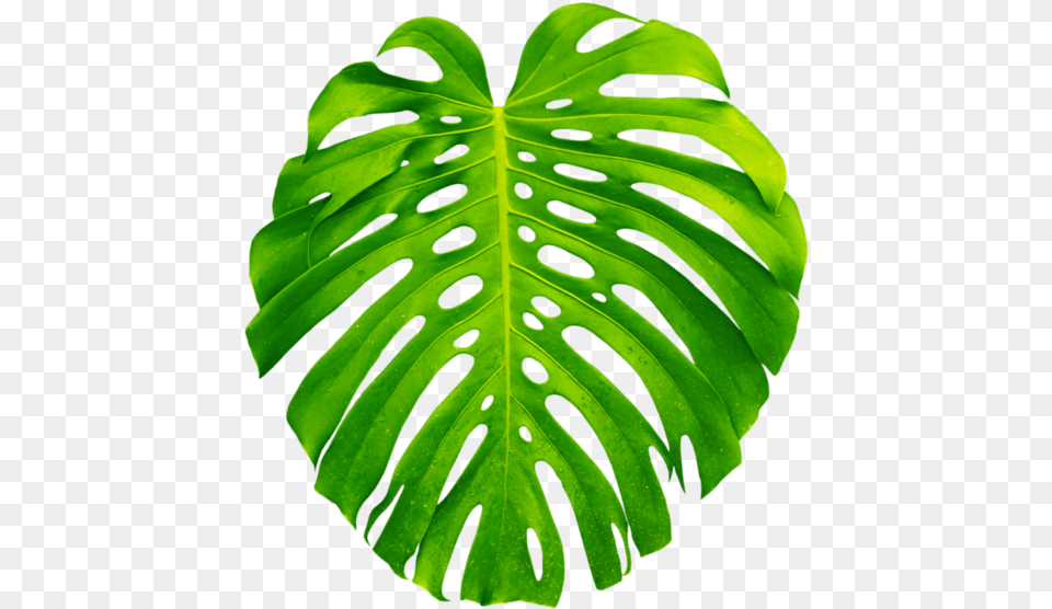 Palm Palms Leaf Leaves Green Tropics Summer Vacation Aesthetic Tropical Leaf, Plant Png Image