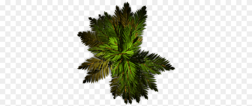 Palm Plan View Image, Conifer, Fir, Leaf, Plant Free Transparent Png