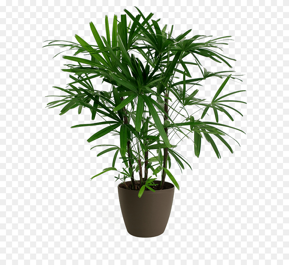 Palm Plant, Palm Tree, Tree, Leaf, Potted Plant Free Png