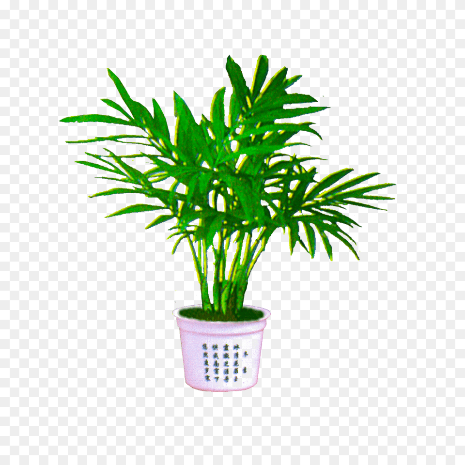 Palm Plant, Leaf, Palm Tree, Potted Plant, Tree Free Transparent Png