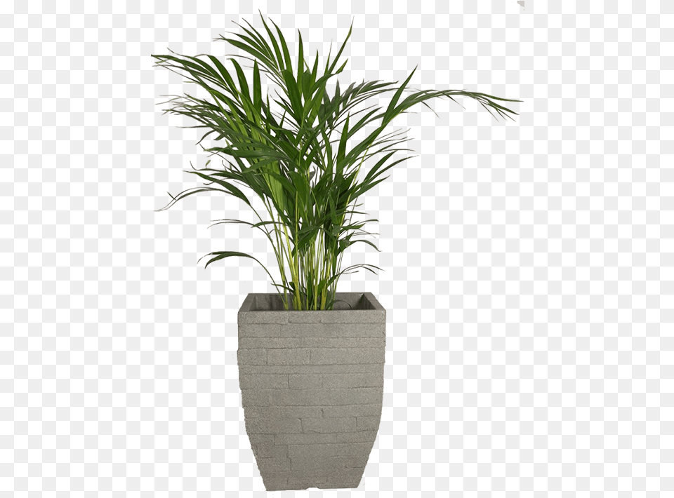 Palm Plant Basket, Jar, Palm Tree, Planter, Potted Plant Png