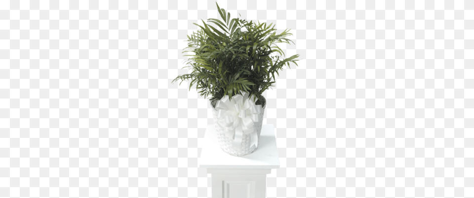 Palm Plant Chamaedorea Elegans, Jar, Planter, Potted Plant, Pottery Png