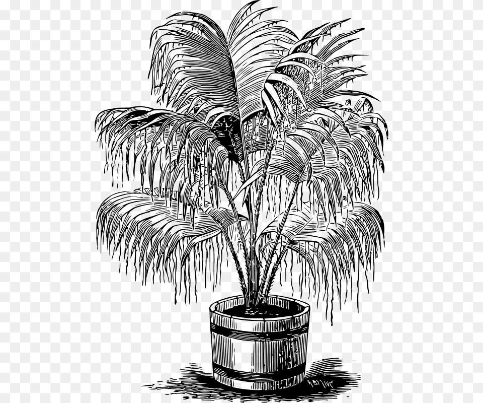 Palm Plant Clipart, Gray Png