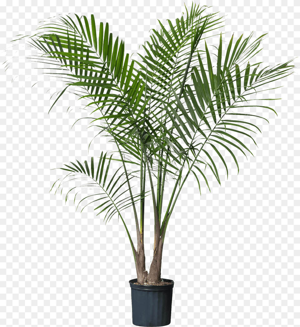 Palm Plant Download Palm Plant, Palm Tree, Tree, Leaf Png