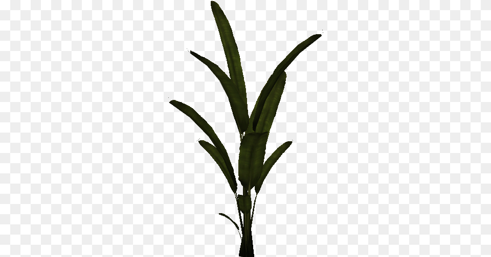 Palm Plant Houseplant, Leaf Png Image