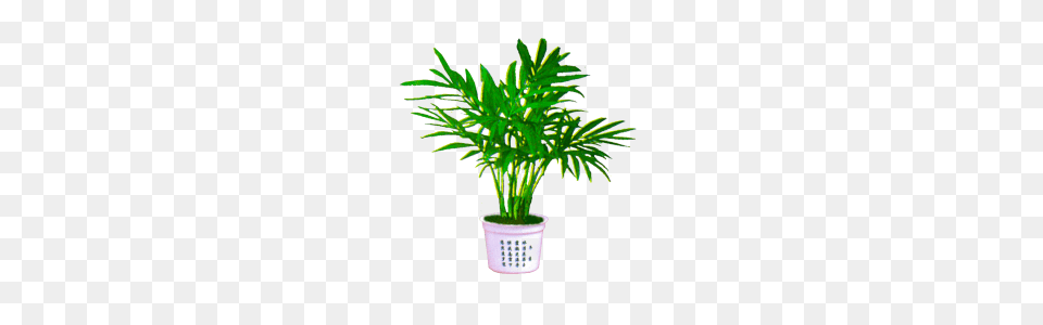 Palm Plant Image Transparent Background Download, Leaf, Palm Tree, Potted Plant, Tree Png