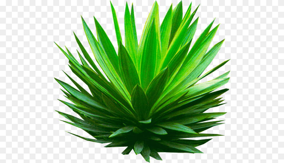 Palm Plant Plant, Agavaceae Free Png