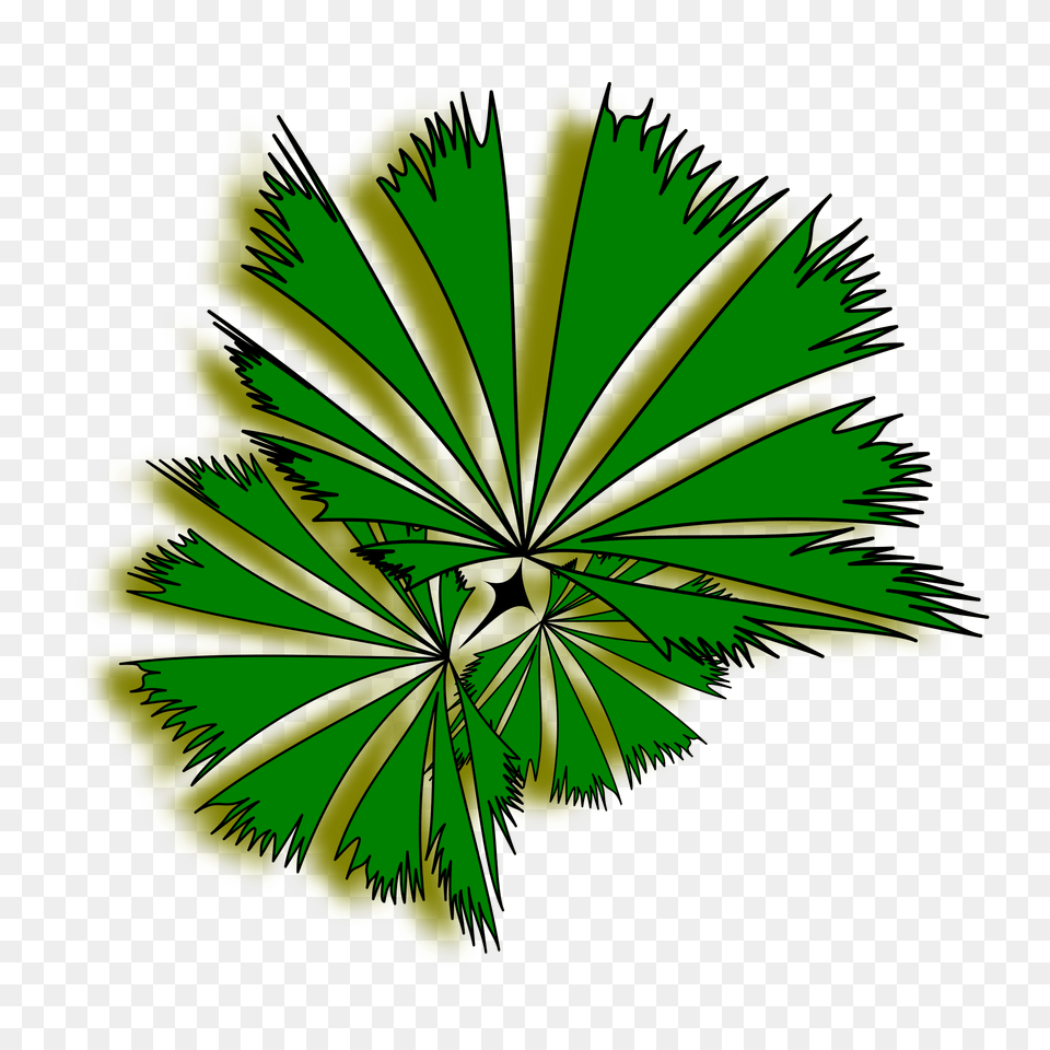 Palm Raphis 01a Top View Trees Clipart, Green, Leaf, Plant, Herbal Free Transparent Png
