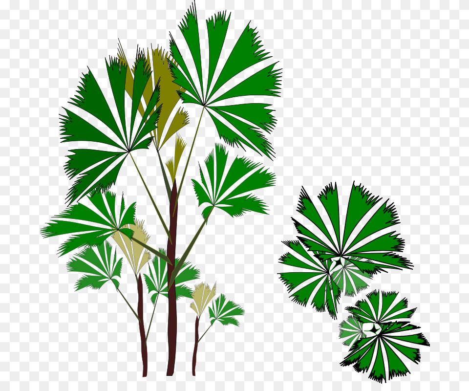 Palm Raphis, Palm Tree, Green, Tree, Plant Free Png