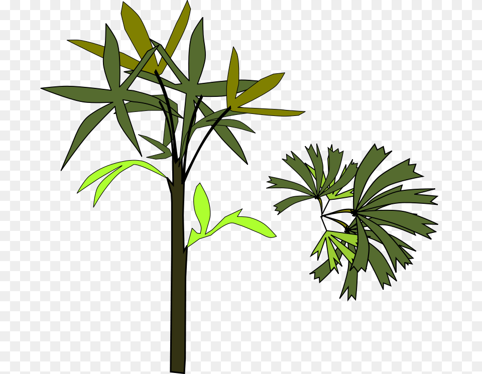 Palm Raphis, Leaf, Plant, Tree, Vegetation Free Png Download