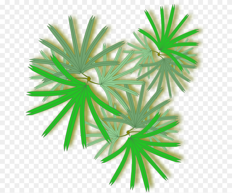 Palm Raphis Raphis Palm Top View, Green, Plant, Tree, Art Free Png