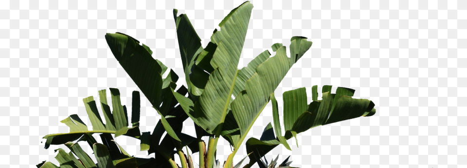 Palm Strelitzia Nicolai, Leaf, Plant, Tree, Flower Free Transparent Png