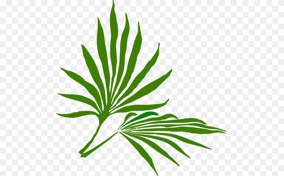 Palm Sunday Clip Art At Vector Clip Art Clip Art Palm Leaves, Herbal, Herbs, Leaf, Plant Free Png