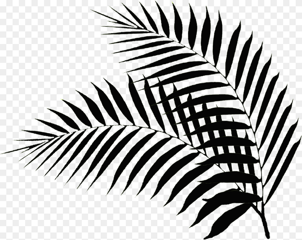 Palm Sunday Clip Art Palm Leaf Silhouette, Fern, Plant, Vegetation, Tree Png Image