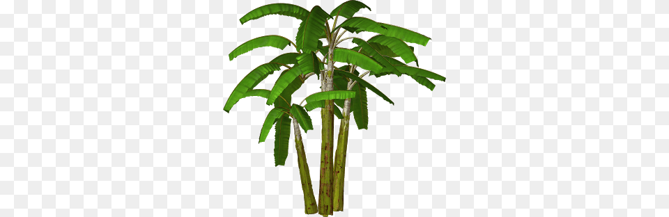 Palm Sunday Clipart, Palm Tree, Plant, Tree, Leaf Free Png