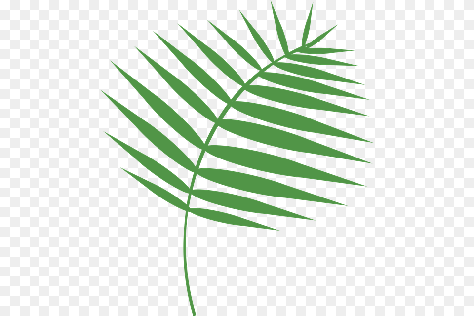 Palm Sunday Download, Fern, Leaf, Plant, Grass Png Image