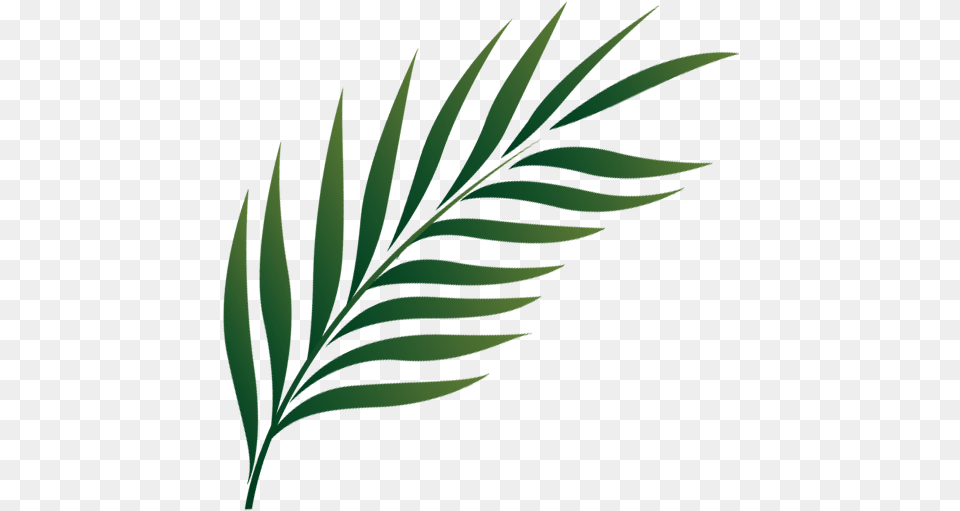 Palm Sunday Holy Week Icon, Green, Leaf, Plant, Tree Png Image