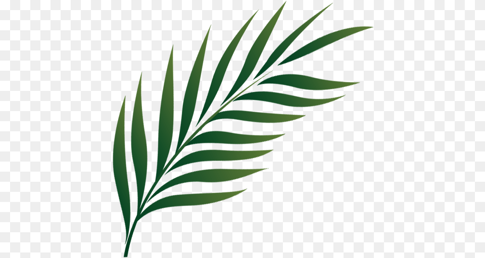 Palm Sunday Icon, Green, Leaf, Plant, Tree Png Image
