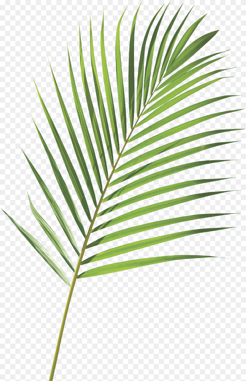 Palm Sunday Transparent Background, Leaf, Plant, Tree, Fern Png Image