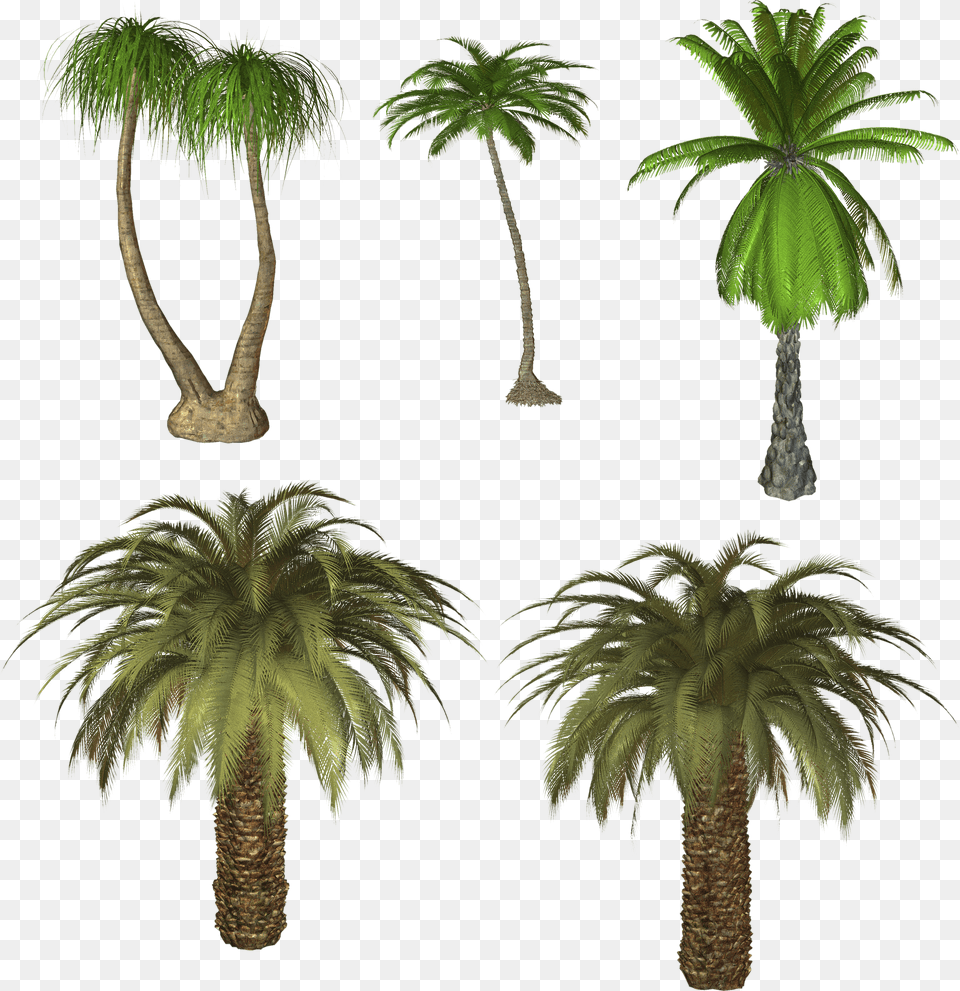 Palm Tree, Pottery, Cookware, Pot Free Transparent Png