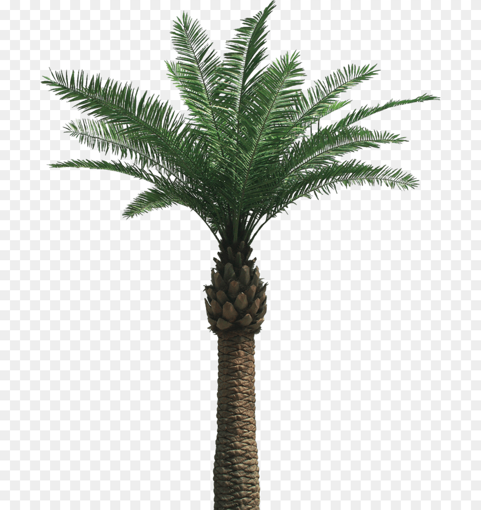 Palm Tree, Palm Tree, Plant Free Png
