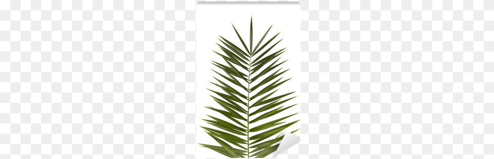 Palm Tree, Grass, Leaf, Palm Tree, Plant Free Transparent Png