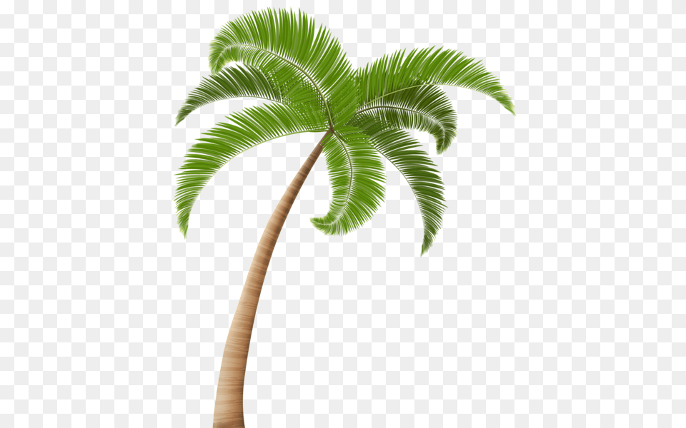 Palm Tree, Leaf, Palm Tree, Plant Free Png Download