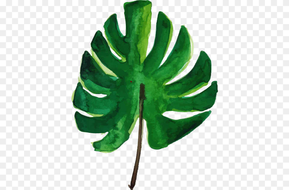 Palm Tree, Leaf, Plant, Fern, Green Free Png