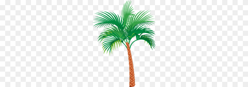 Palm Tree Palm Tree, Plant Png Image