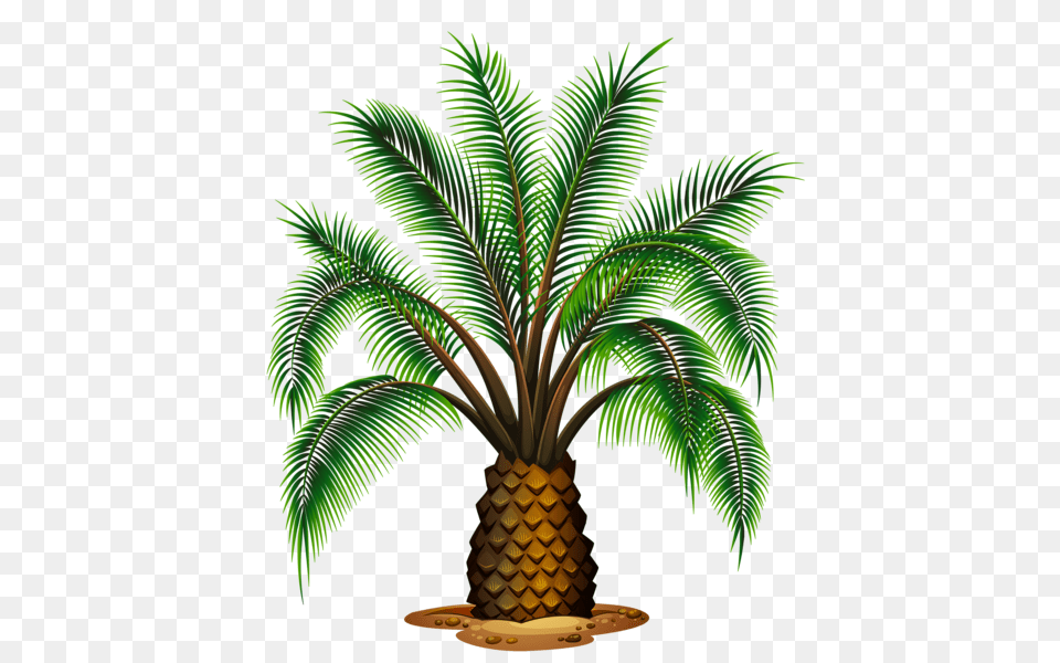 Palm Tree, Palm Tree, Plant Png