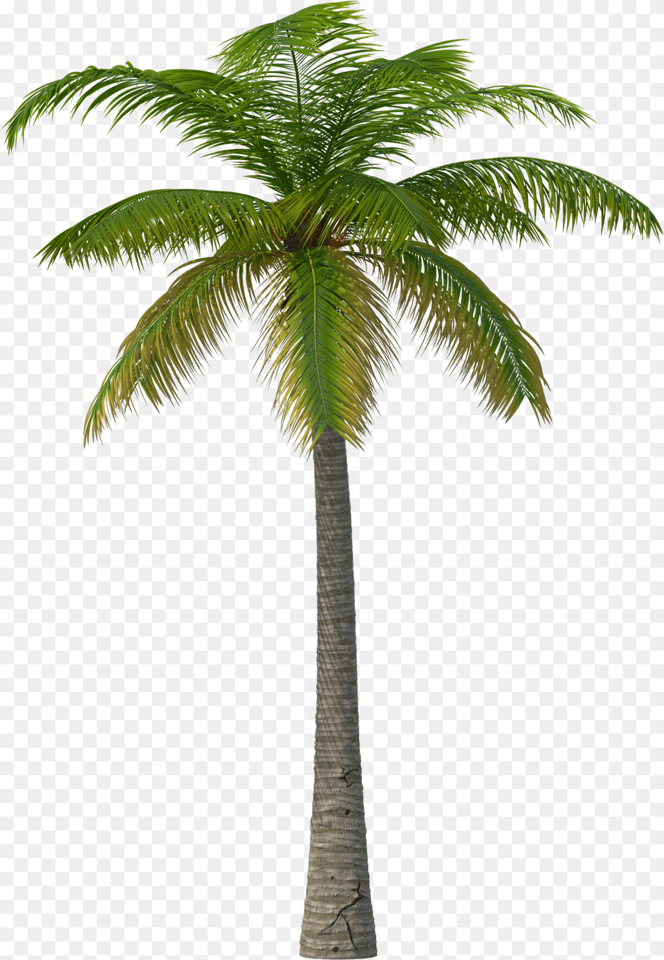 Palm Tree, Palm Tree, Plant, Leaf Free Png Download