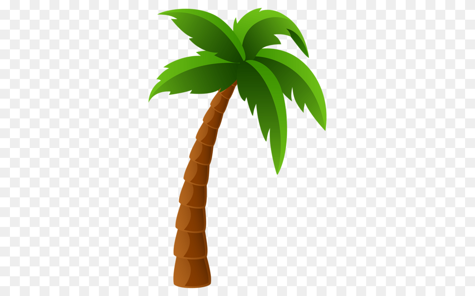 Palm Tree, Palm Tree, Plant, Person Png