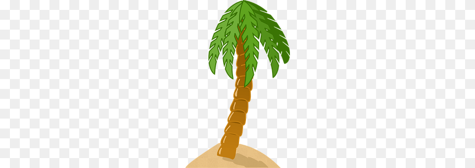 Palm Tree Palm Tree, Plant Free Png