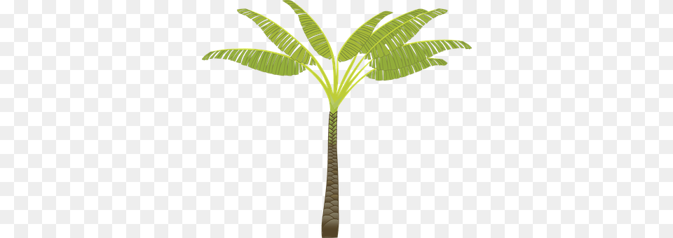 Palm Tree Palm Tree, Plant, Leaf Png Image