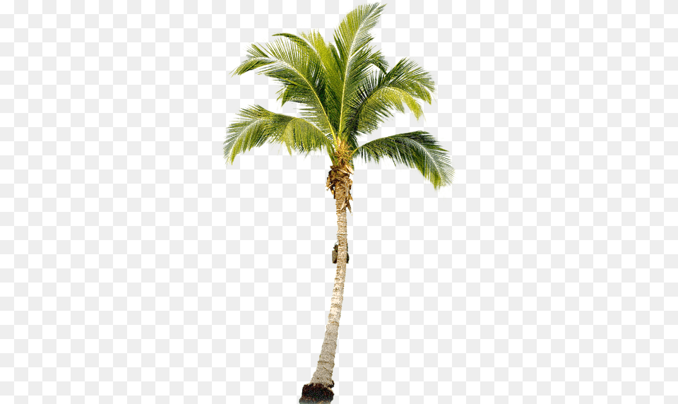 Palm Tree, Palm Tree, Plant Free Png Download