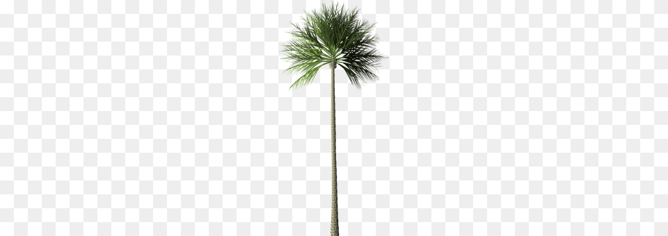 Palm Tree Palm Tree, Plant, Cross, Symbol Free Png