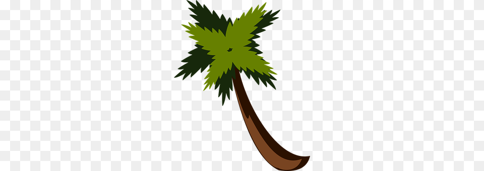 Palm Tree Leaf, Plant, Green, Vegetation Png