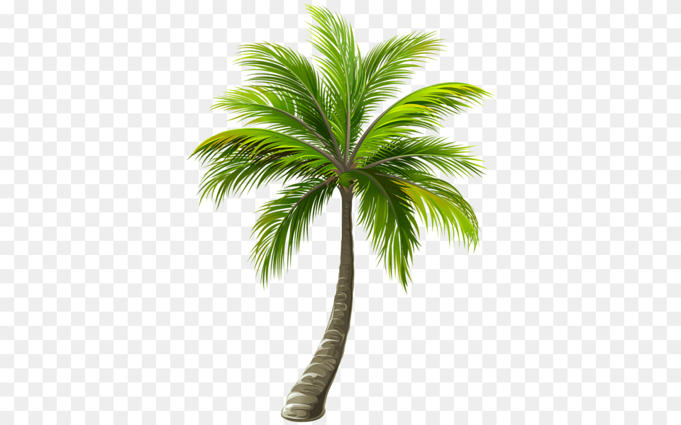 Palm Tree, Palm Tree, Plant, Leaf Png Image