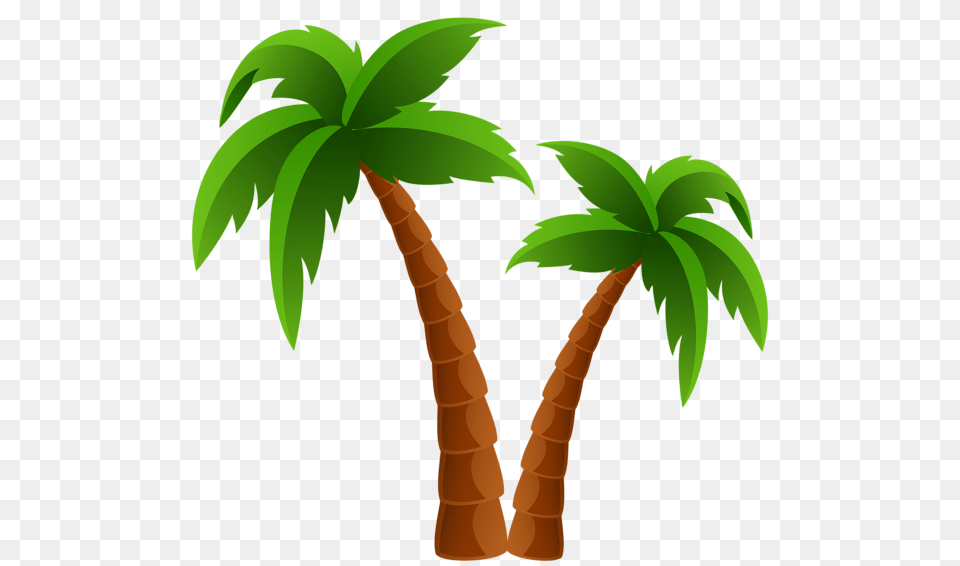 Palm Tree, Palm Tree, Plant Free Transparent Png