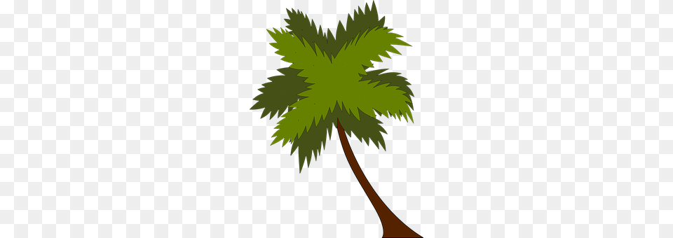 Palm Tree Leaf, Palm Tree, Plant, Vegetation Free Png