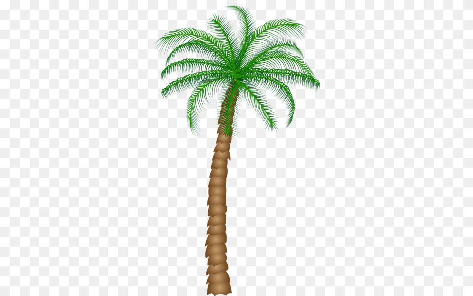 Palm Tree, Palm Tree, Plant Png Image