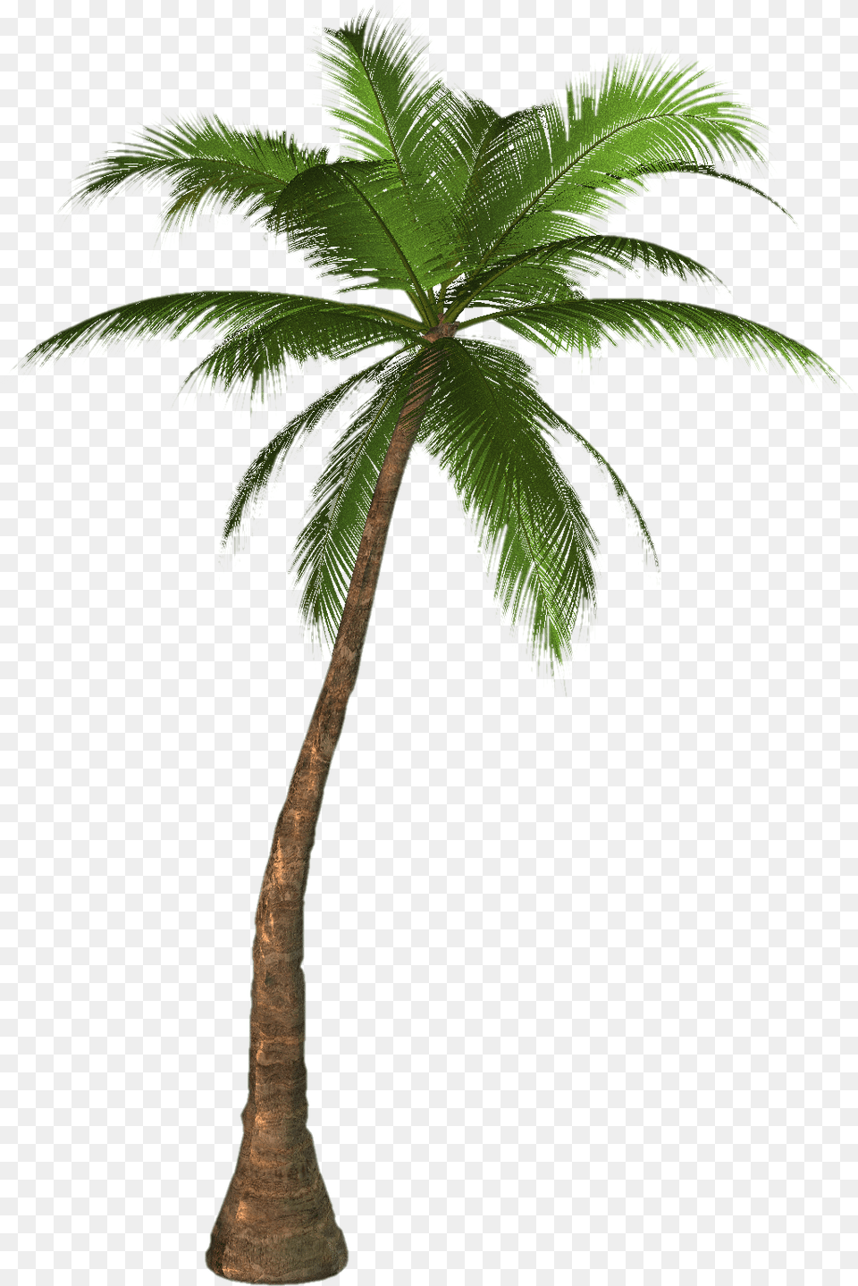 Palm Tree, Palm Tree, Plant Free Png Download