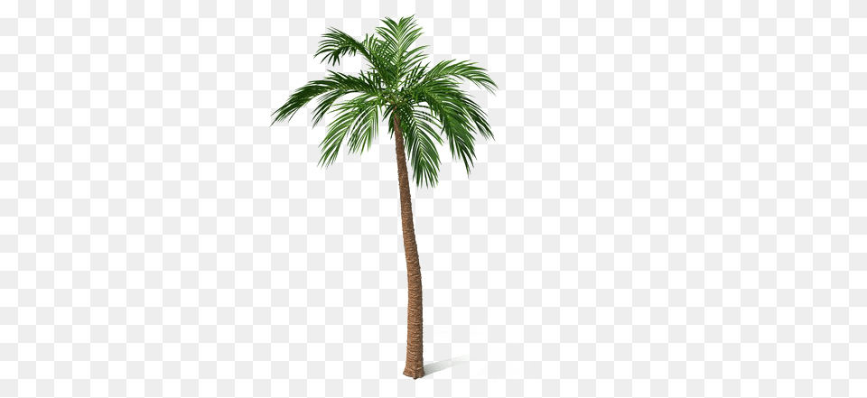 Palm Tree, Palm Tree, Plant Png Image