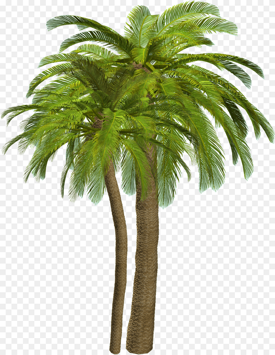 Palm Tree Free Png Download