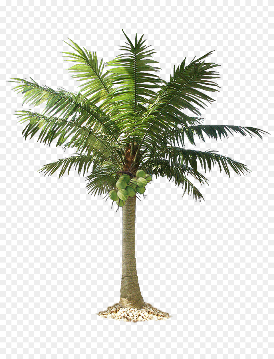 Palm Tree, Palm Tree, Plant Png Image