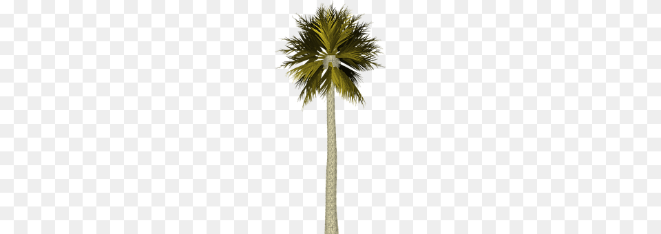 Palm Tree Palm Tree, Plant, Cross, Symbol Png Image