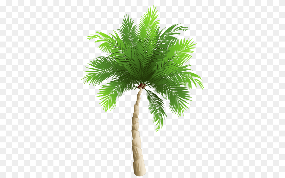 Palm Tree, Palm Tree, Plant, Dynamite, Leaf Free Png
