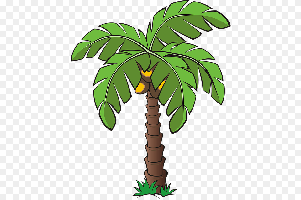 Palm Tree, Palm Tree, Plant, Vegetation Free Transparent Png