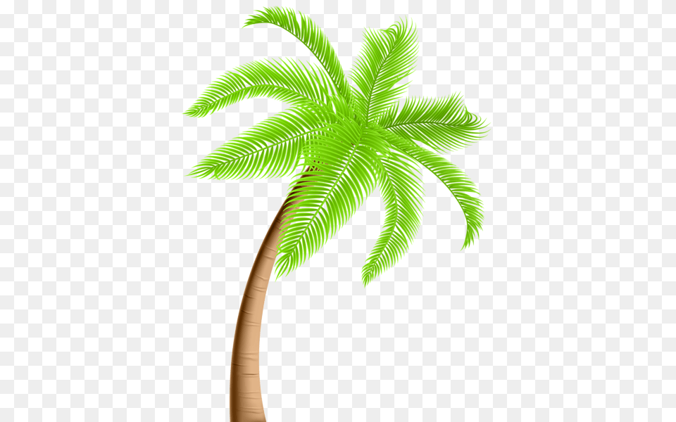 Palm Tree, Palm Tree, Plant, Leaf Png